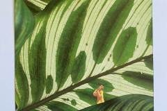 Alaine Rodriguez | Todos Santos Open Studios