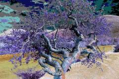 Emanuela Gardner | Todos Santos Open Studios